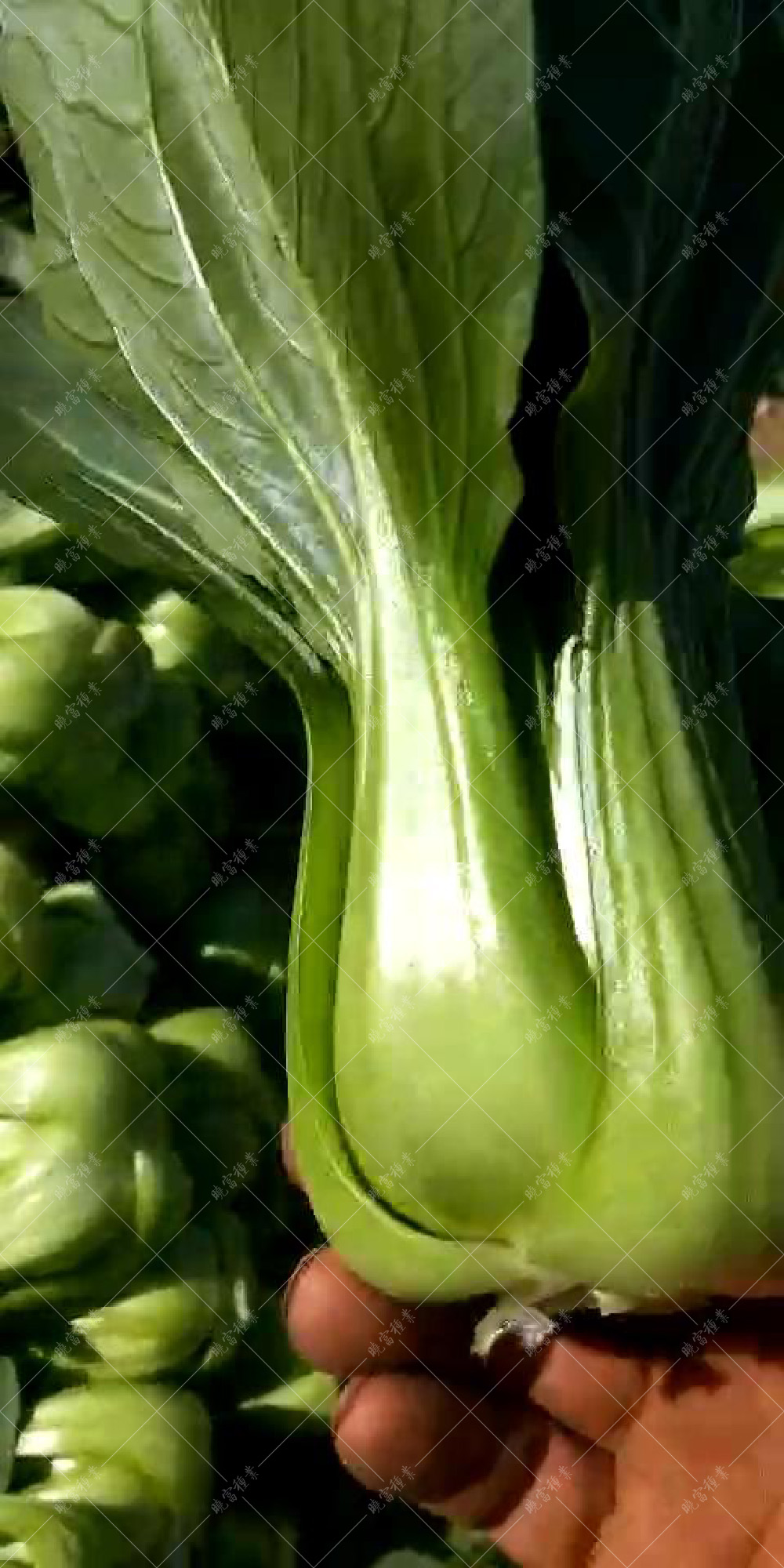 1557802929326289.jpg 珍品66_20190328171047.jpg