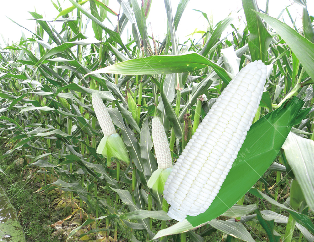 1558343327851985.jpg 51.jpg