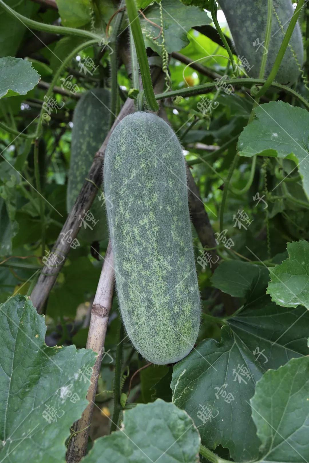 1585993382474006.jpg 06.jpg